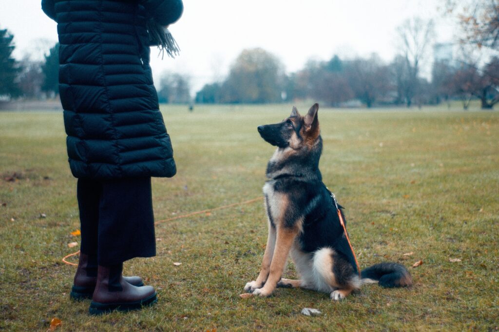 a dog demonstrates its obedience to a skilled training expert in Vienna, VA