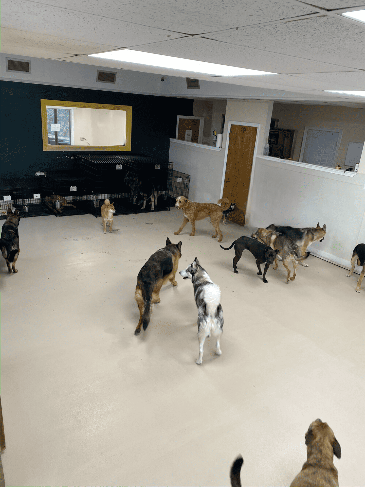 Dogs enjoying social interaction with their well-behaved dog companions inside daycare in Vienna, VA