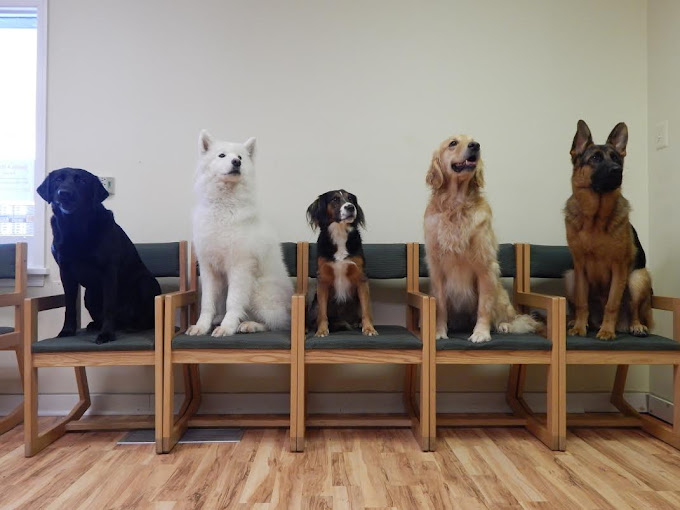 dogs who are sitting properly in the chair waiting for their dog trainer expert