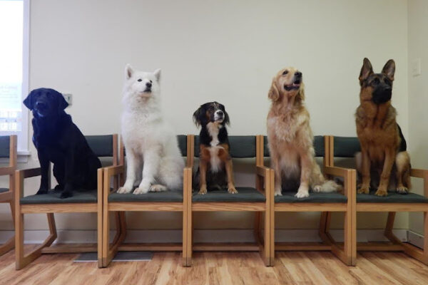 dogs who are sitting properly in the chair waiting for their dog trainer expert
