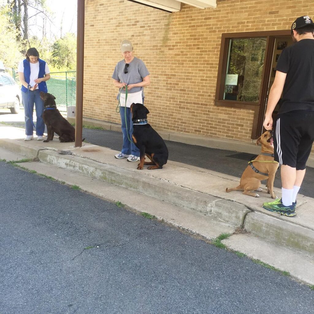 dogs are listening to their owner during obedience training class in Vienna, VA