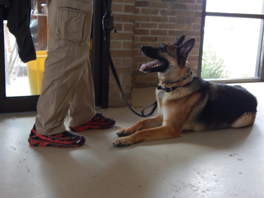 this dog is following the guidance of a dog training expert at Dog University in Vienna, VA