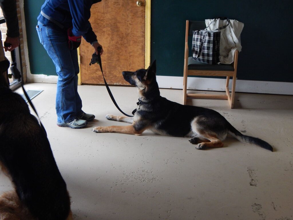 Adhering to the instructions of a canine training professional at Dog University in Vienna, VA