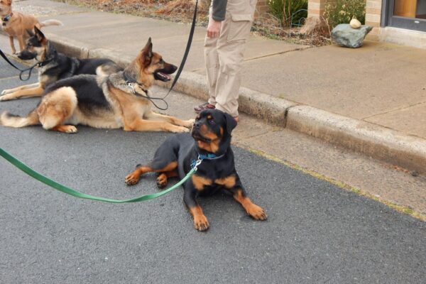 Dogs displaying remarkable obedience to their devoted owner here in Vienna, VA