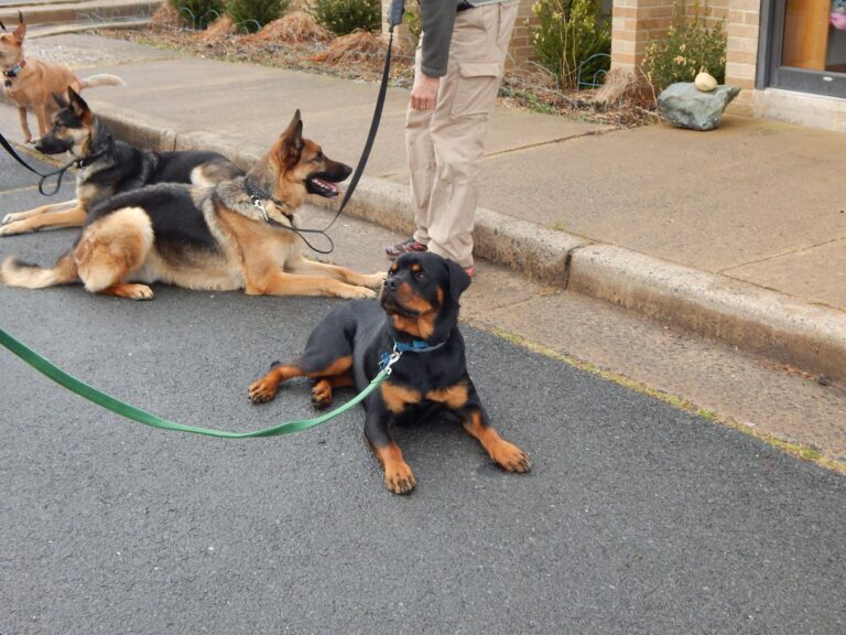 Dogs displaying remarkable obedience to their devoted owner here in Vienna, VA