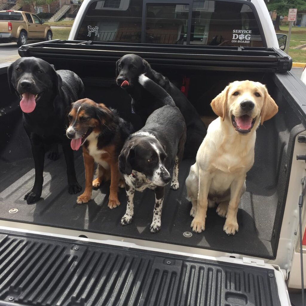 these dogs are excited to go to their playground during their boarding in Vienna, VA
