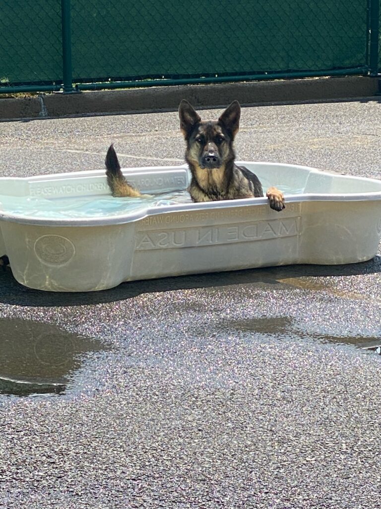 one of the dog's at Dog University leisurely enjoying pool time relaxation in Vienna, VA