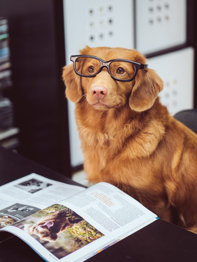 a smart dog reading the magazine at the Dog University in Vienna, VA