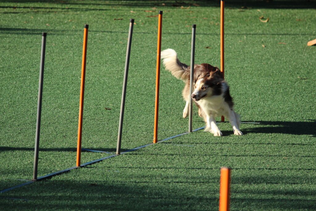 A dog confidently weaving through a set of sticks, showcasing its impressive training progress