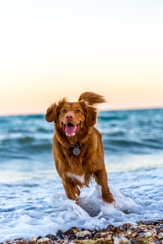 a dog gracefully running along the shoreline with bubbles trailing behind