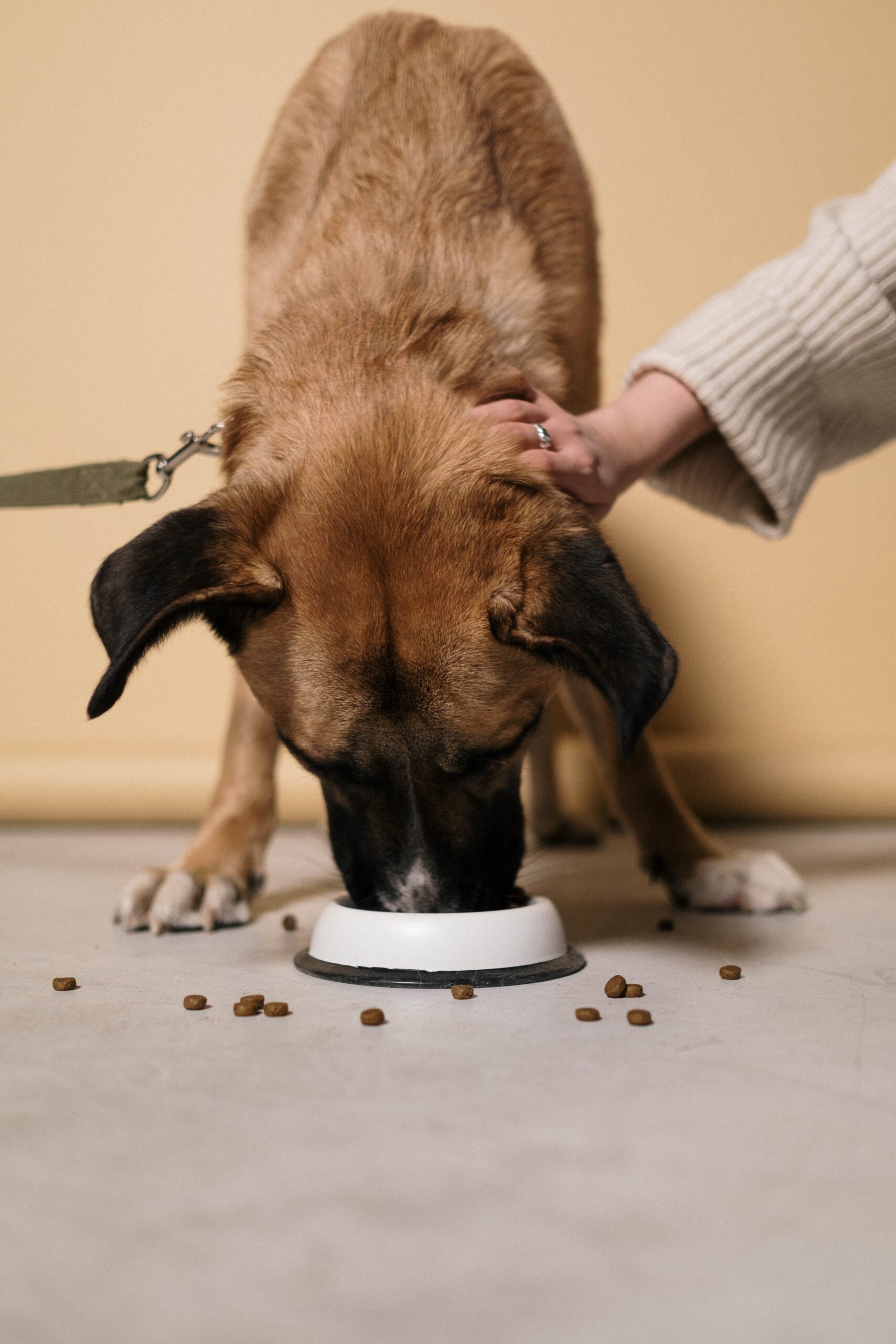 a dedicated dog trainer nurturing and feeding a canine companion at Dog University in Vienna, VA