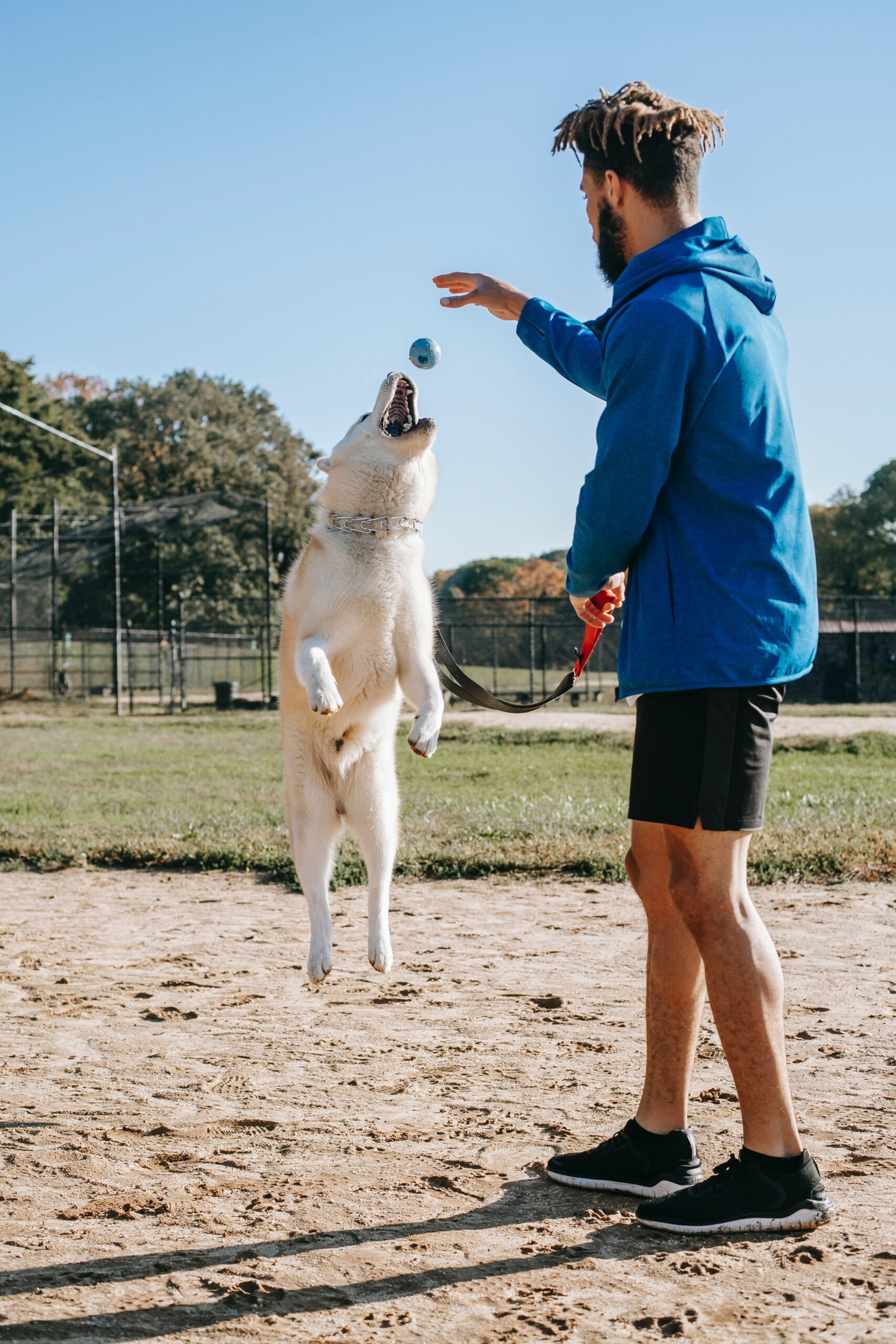 A dog leaps to catch a ball thrown by its expert trainer in Vienna, VA