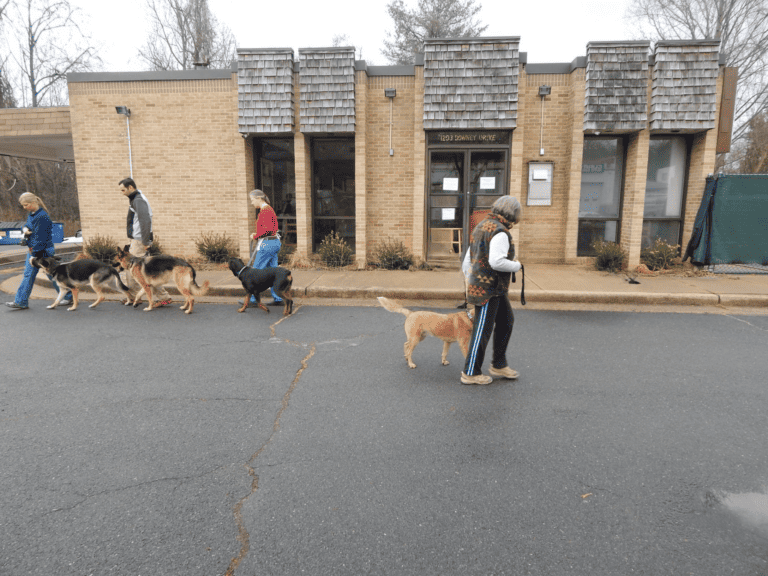 dog owners focusing on training their dogs during obedience training classes in Vienna, VA