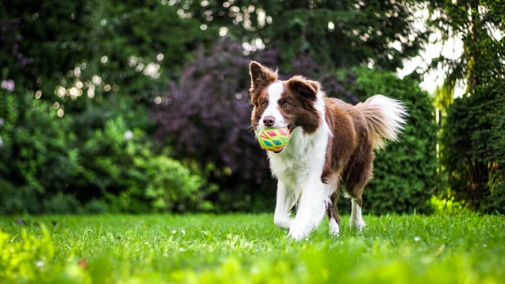 border collie dog bringing pet ball on the field in Vienna, VA