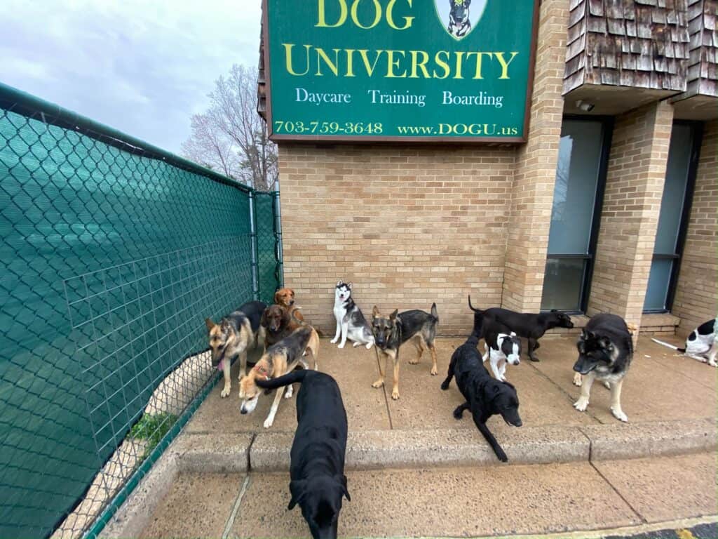 doggy daycare dog university