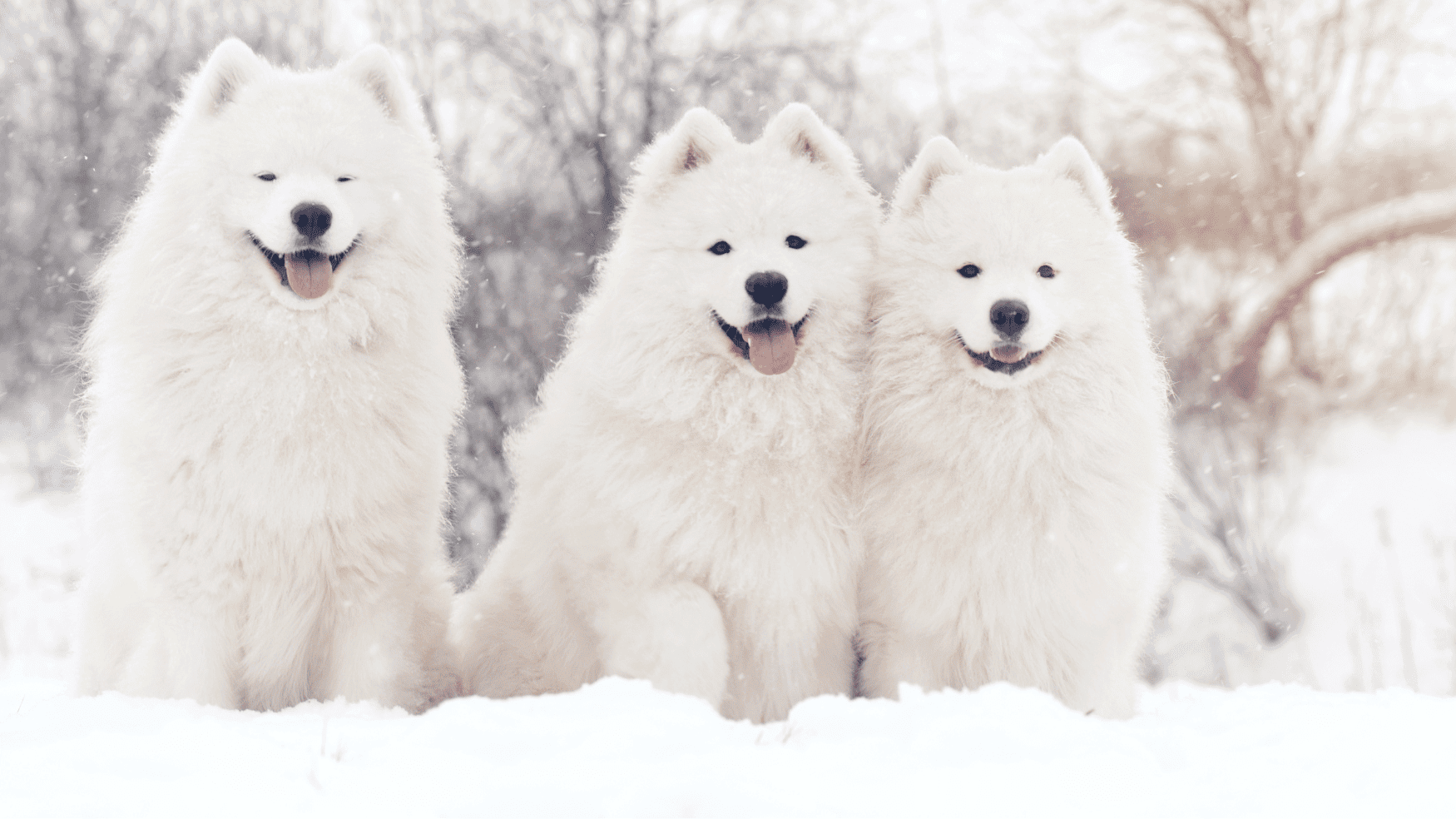 dog winter